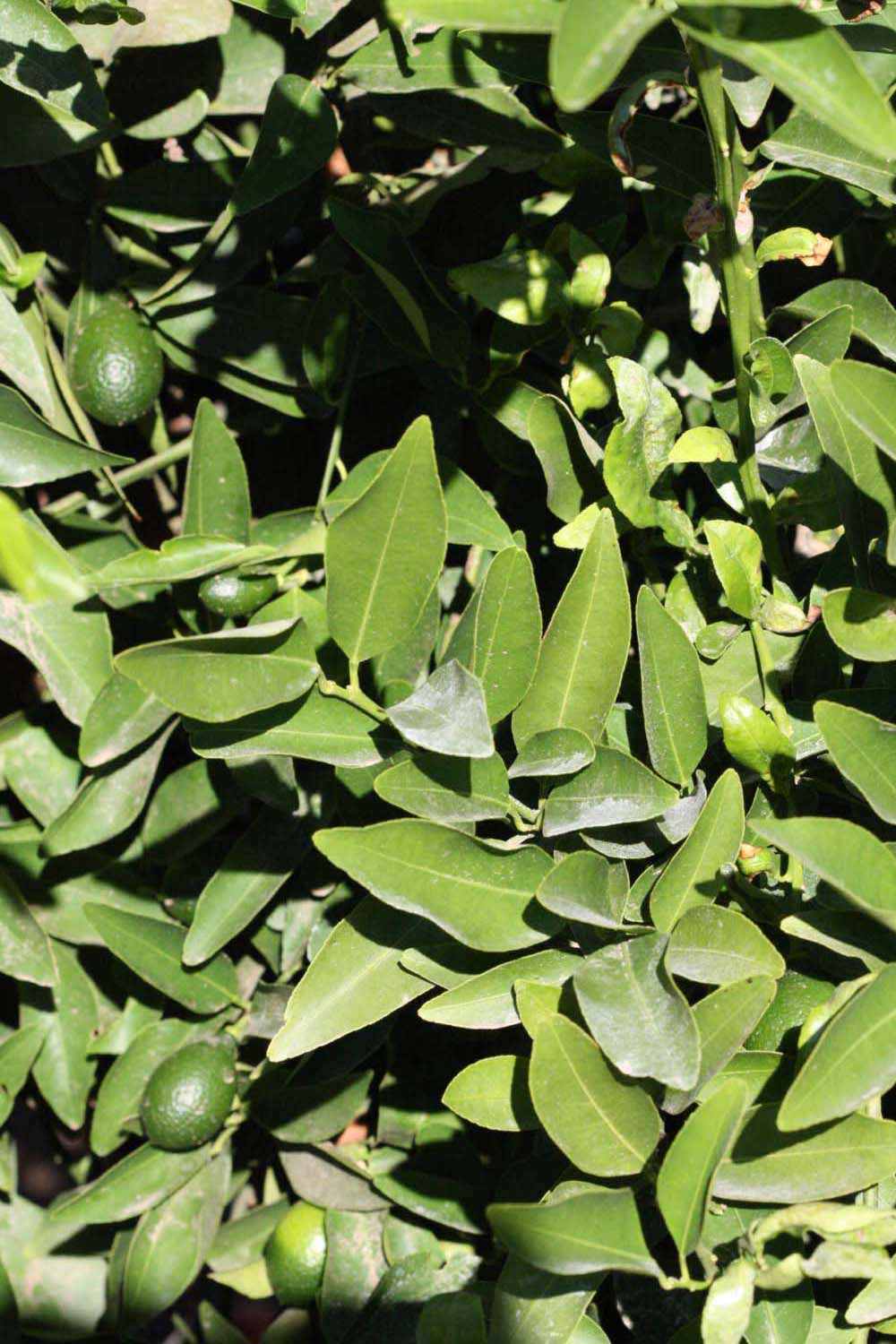              Sun leaves (Riverside, CA)       